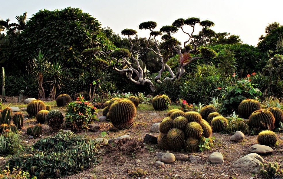 Cactus Garden, Panchkula, Haryana - Vushii.com Cactus Garden, Panchkula, Haryana - Vushii.com